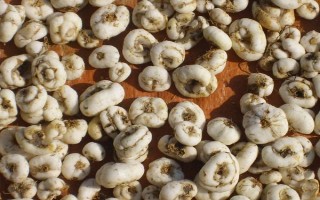 平贝母亩产多少斤,亩产量大约在2600-3400斤之间