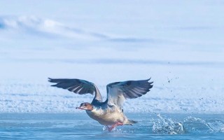 什么动物最抗寒，常见的有海豹、水熊虫、企鹅等