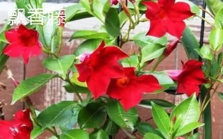 红蝉花怎么养殖,春季每隔半个月追施一次复合肥