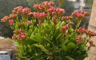 长寿花的养护方法，生长旺盛期可每隔2-3天浇一次水