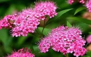 绣线菊的品种介绍，常见的有金山绣线菊、日本绣线菊等