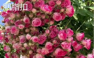 哪些爬藤月季比较好,包括大游行、胭脂扣、粉色达芬奇等品种