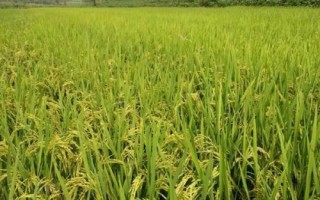 南粳晴谷水稻品种简介,旱育秧每亩播量35~40公斤