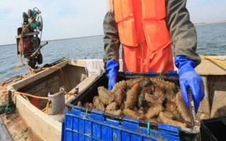 养殖海参的前景，市场需求较大可考虑养殖