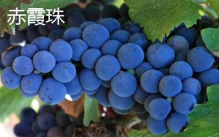绿色葡萄品种,包括碧香无核、阳光玫瑰、绿玫瑰等类型