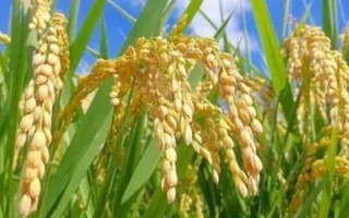 福农优404水稻种子特点，注意及时防治病虫害