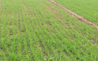 小麦冬春死苗是什么原因，主要与品种、气候、土壤条件有关