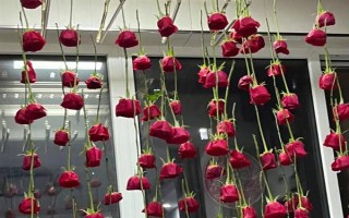 玫瑰花如何风干，常见风干方法有悬挂风干法、自然干燥法、微波炉烘干法
