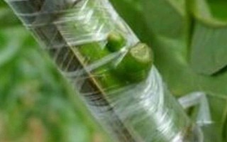 成活率高的嫁接方法，有芽接法、劈接法、插皮接法等