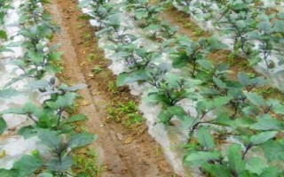 大棚茄子施肥技术，新棚的施肥量比老棚多
