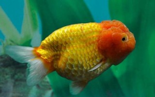 金鱼的品种有哪些,分为草种、文种、龙种、蛋种四个大类