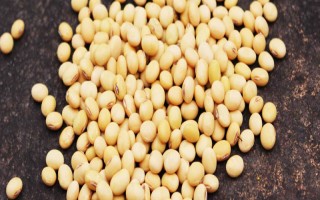 新大豆23号大豆种子特点,中上等肥力条件种植