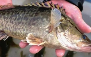 鳜鱼好养吗，饲养的难度偏高