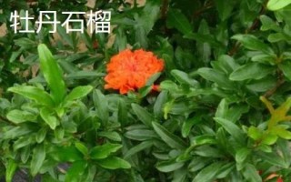 石榴常见种植品种，以下5种可参考