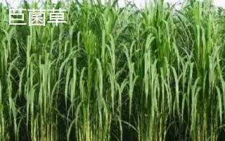 绿洲一号牧草与巨菌草的区别，产量和粗蛋白含量均不同