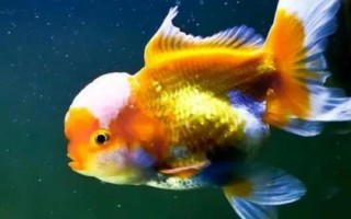 刚刚孵出来的金鱼怎么养，首先保证饲养密度不能太大