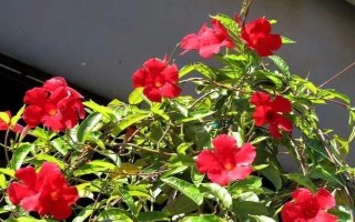 双腺藤如何养殖，春秋季可每隔2天浇一次水