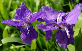 紫鸢尾花的花语,寓意吉祥幸运、信仰崇敬等