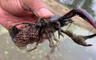 小龙虾的繁殖期，全年都可以进行繁殖活动