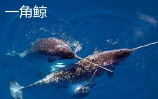 鲸鱼的种类大全，并不属于鱼类