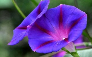 牵牛花的花色,有白、红、粉红、蓝、紫等花色