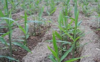 种植生姜要遮阴的原因,植株不耐高温和强光