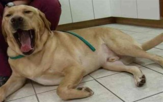 狗狗为什么呼吸困难，常见以下5个原因