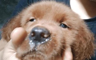 犬猫上呼吸道感染怎么治疗和护理，根据引发原因采取不同的解决措施