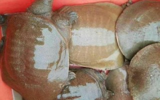 活甲鱼冬天家里怎么养殖，鱼缸里面用小石子铺成斜坡并倒入沙子