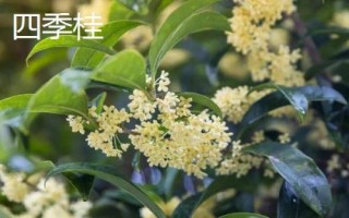 桂花开放时间，主要集中在9-10月份