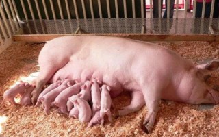 母猪110天产仔是正常的吗，是正常的