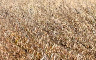 希豆6号大豆种子特征特性,注意防治病虫害