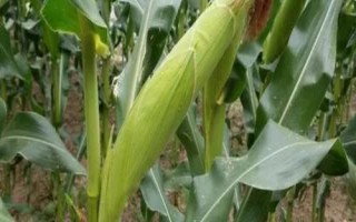 龙育63玉米品种简介,在适应区4月30日左右播种