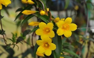 金钩吻的花期在几月，花期在9-10月份