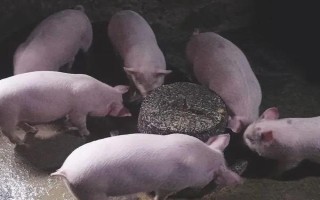 50斤的小猪一天需要多少饲料,大概2.5斤左右