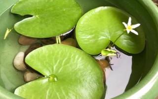 一叶莲水培用什么肥料,每次换水时施加几滴植物生长营养液即可