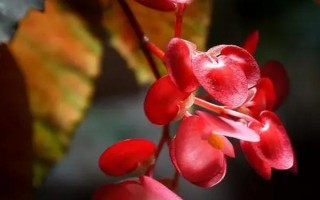 竹节秋海棠是什么,属多年生常绿草本植物