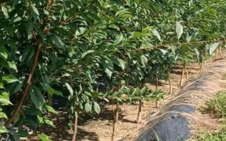 李子苗的价格，通常在1-3元左右一棵