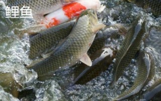 军鱼好不好吃，肉质细嫩鲜美深受消费者欢迎