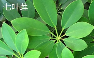 鸭脚木与七叶莲有什么区别，株高、叶片、花朵、习性均不同