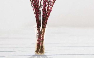 银柳能直接插土里吗，可以插土里进行扦插繁殖