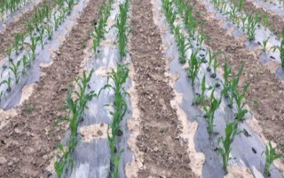 怎么用地膜种玉米，育苗移栽需要先栽苗再覆膜