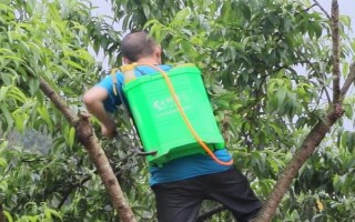桃树什么时候用多效唑，在七月给桃树使用