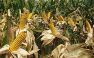 冠虎107玉米种简介，高抗禾谷镰孢茎腐病