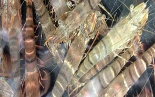 班节王虾苗的价格，规格不同售价也不同