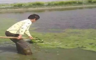 小龙虾池塘爆发青苔如何处理，数量较少时可人工捕捞