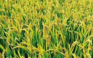 七黄占5号水稻品种的特性，晚造全生育期110～111天