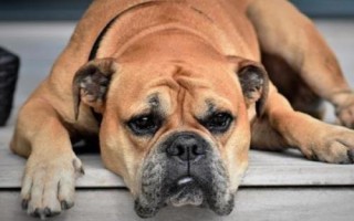 狗狗患上老年痴呆的症状,会出现忘记口令、喜欢发脾气等情况