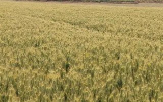 宁麦21小麦种子特征特性，种植密度