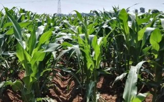 海禾玉16号玉米种子特征特性，湘北3月底到4月初为适宜播期